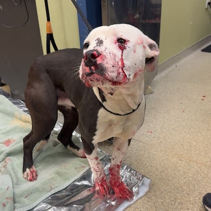 La policía encontró un pitbull gris y blanco en la calle, cubierto de sangre: parecía haber recibido un disparo.