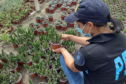 La Policía Federal secuestró más de 300 cactus San Pedro, cuyo consumo “consumo induce a estados alterados de conciencia, percepción, pensamiento y sensibilidad