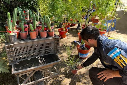 La Policía Federal secuestró más de 300 cactus San Pedro, cuyo consumo “consumo induce a estados alterados de conciencia, percepción, pensamiento y sensibilidad