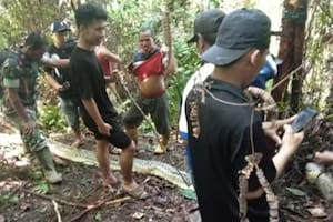 Una serpiente pitón se comió a una mujer de 36 años