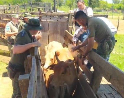 La policía rural correntina realizó dos allanamientos donde se encontró hacienda que estaba sobremarcada
