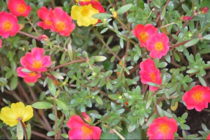 La portulaca se autosiembra y vuelve a florecer cada verano sin replantar