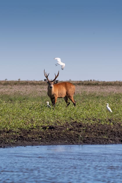 La posada está a pocos kilómetros del Portal San Nicolás de los esteros del Iberá.