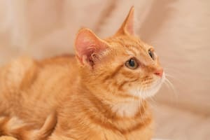 La posibilidad de entender el maullido de un gato genera un debate entre la tecnología y la experticia en comportamiento felino