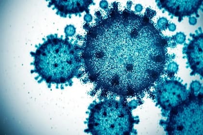 La posibilidad de que el Sukunaarchaeum sea un virus aterra a los científicos de Japón