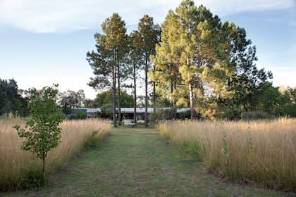 La pradera se sitúa en un terreno adyacente que fue adquirido más tarde. Se fue desmalezando de a poco, dejando aparecer la festuca, las deyeuxias y conservando algún que otro cardo para dar un toque con su porte original