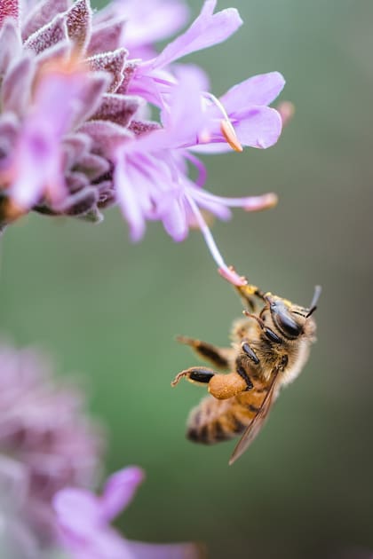 La presencia de abejas es un indicador de salud ambiental (Foto: Freepik)