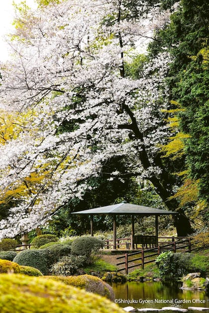 La presencia de agua es un elemento fundamental en los jardines japoneses