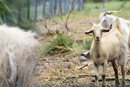 La presencia de animales en el hotel es uno de los atractivos para sus huéspedes más pequeños