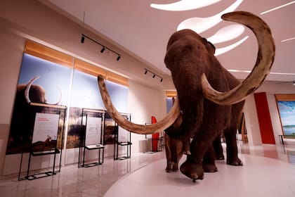 La presencia de animales extintos en museos podría ser un grave error histórico por la presencia de potenciales virus desconocidos