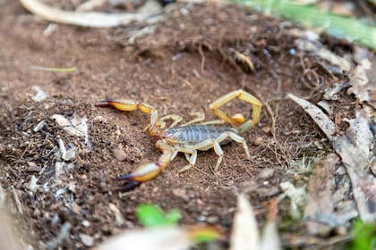 La presencia de escorpiones se intensifica