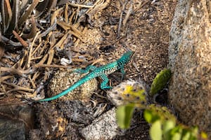 Qué significa tener lagartijas en la casa