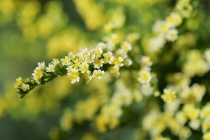La presencia de la berberina en esta hierva es lo que le atribuye propiedades beneficiosas para la salud