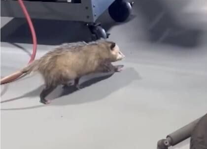 La presencia de la zarigüeya asustó a los mecánicos. (Foto: Daily Mail Cute / YouTube)