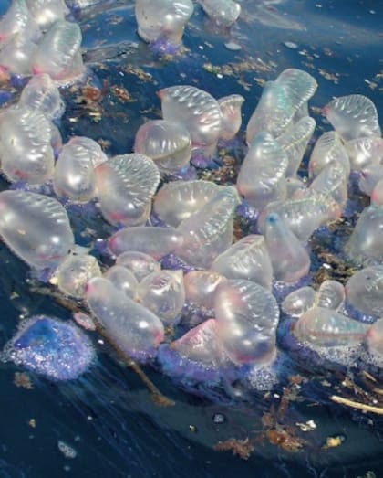 La presencia de medusas en Ibiza aterroriza a los turistas