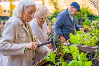 Las 5 plantas de interior que se recomiendan en una casa en la que vive una persona con Alzheimer