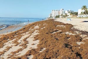 El sargazo desapareció de las playas de Florida y los expertos están desconcertados