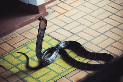 La presencia de serpientes en el hogar puede alertar sobre una traición