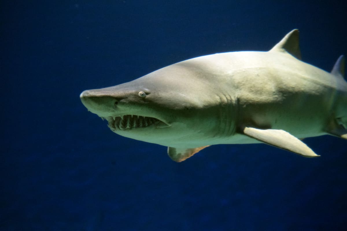 Eles descobriram tubarões vivendo em um vulcão subaquático. eles acreditam que sofreram mutação para uma nova espécie