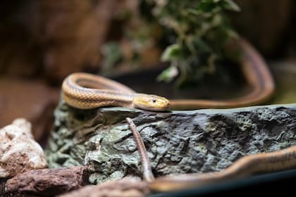 La presencia de una sola serpiente puede indicar una actividad más amplia en el entorno, por lo que se aconseja contactar a un profesional para evaluar posibles signos de infestación