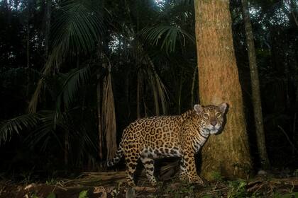 La preservación del Yaguareté es uno de los servicios medioambientales que brinda Arauco a través de la conservación de 110 ha del Bosque Nativo en Misiones. Fotógrafo: Emilio White.