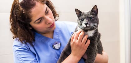 La prevención a través de revisiones periódicas es clave para cuidar la salud felina