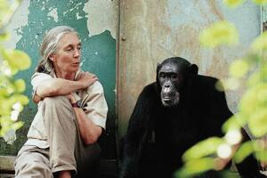 Nació en cautiverio en Argentina y Jane Goodall reclama por su liberación