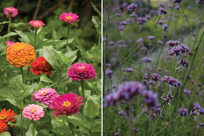 La primavera es el momento de seguir sembrando anuales de verano, como zinias (izquierda) o Verbena bonariensis (derecha).
