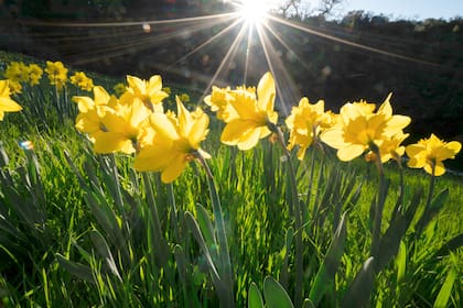 La primavera es una de las épocas con los paisajes más llamativos del año en California
