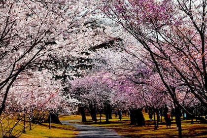 El equinoccio de marzo señala el comienzo oficial de la primavera en el hemisferio norte (Archivo)
