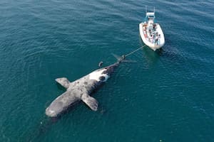 La primer ballena muerta fue registrada el sábado 24 de septiembre flotando en cercanías de Punta Pardelas y remolcada por prestadores de avistajes para vararla en la playa de manera que el equipo del Programa de Monitoreo Sanitario Ballena Franca Austral e Instituto de Conservacion de Ballenas puedan realizar la necropsia. (Foto: Paula Faiferman)