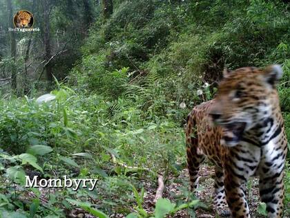 La primera foto captada de Mombyry.