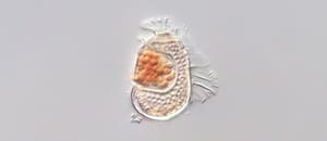 Descubrieron un ser que no está ni vivo ni muerto y aseguran que podría cambiar el mundo