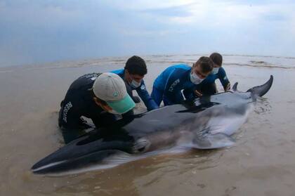 La primera parte del rescate consiste en enderezar al cetáceo