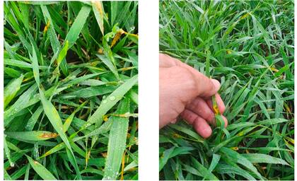 La principal preocupación hoy es, en lo sanitario, la ramularia