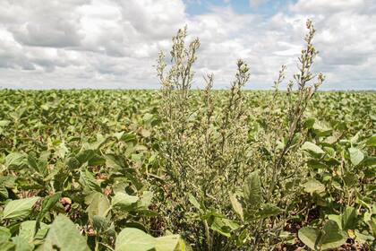 La problemática sobre las malezas tuvo su lugar en el Congreso CREA 2025