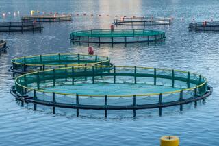 Insectos: próximo ingrediente para la alimentación animal