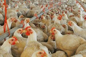 La producción avícola sigue creciendo