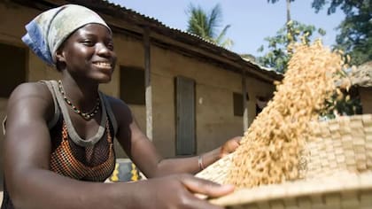La producción de arroz en Gambia ha caído un 26%