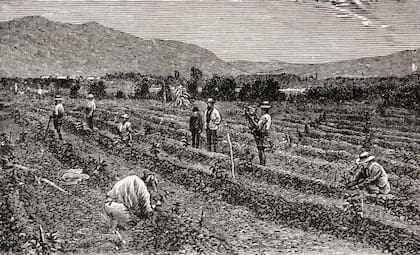 La producción de café fue uno de los pilares del surgimiento de la oligarquía guatemalteca