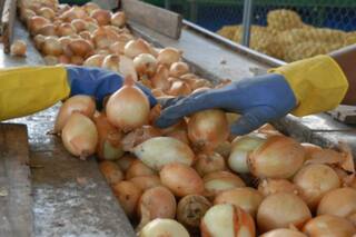 Carne vacuna, aviar, papa y cebolla: las actividades económicas que más sufren