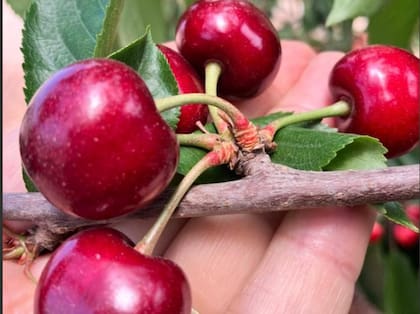 La producción de cerezas en la Argentina está liderada por Mendoza, seguida por Río Negro, Neuquén, Chubut y Santa Cruz. Cada región tiene su propio período de cosecha y contribuye a una oferta nacional que ha ido aumentando significativamente en los últimos años, gracias a mejoras tecnológicas y condiciones climáticas favorables