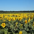 Por la demanda activa, el girasol se vende a cuentagotas