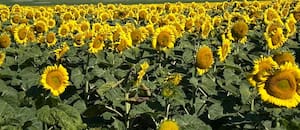 Por la demanda activa, el girasol se vende a cuentagotas