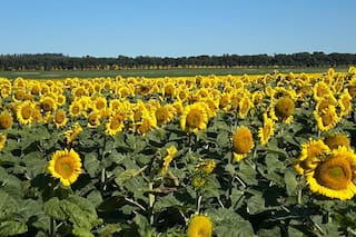 Por la demanda activa, el girasol se vende a cuentagotas