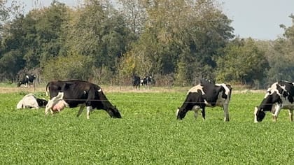 La producción de leche cruda promedió 889 millones de litros mensuales durante el trimestre, con un alza interanual de 9,4%