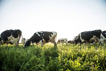 La producción de leche, en tanto, se manifestó como “uno de los indicadores más destacados del semáforo, acumulando ocho meses consecutivos de crecimiento”