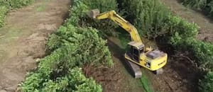 Tras una “larga noche” y perder 13.000 hectáreas, el limón está de regreso