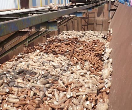 La producción de mandioca aumentó en 2024, pero el precio en términos reales bajó y se vaticina un achicamiento de la superficie plantada