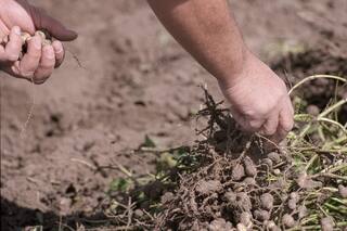 Maní: los desafíos que presenta la expansión del cultivo